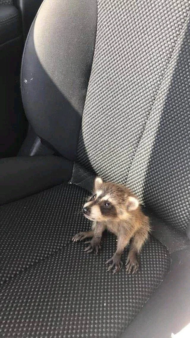 stinky lil critter