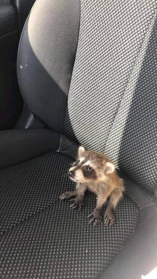 stinky lil critter